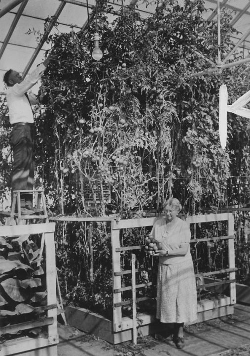 William F. Gericke and his wife show off greenhouse hydroponic tomato crop.